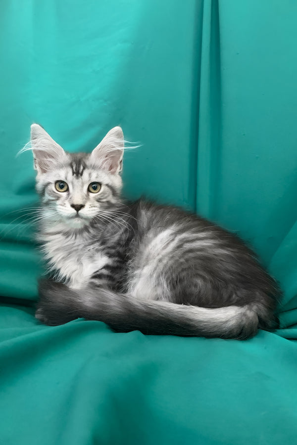 Ricardo | Maine Coon Kitten