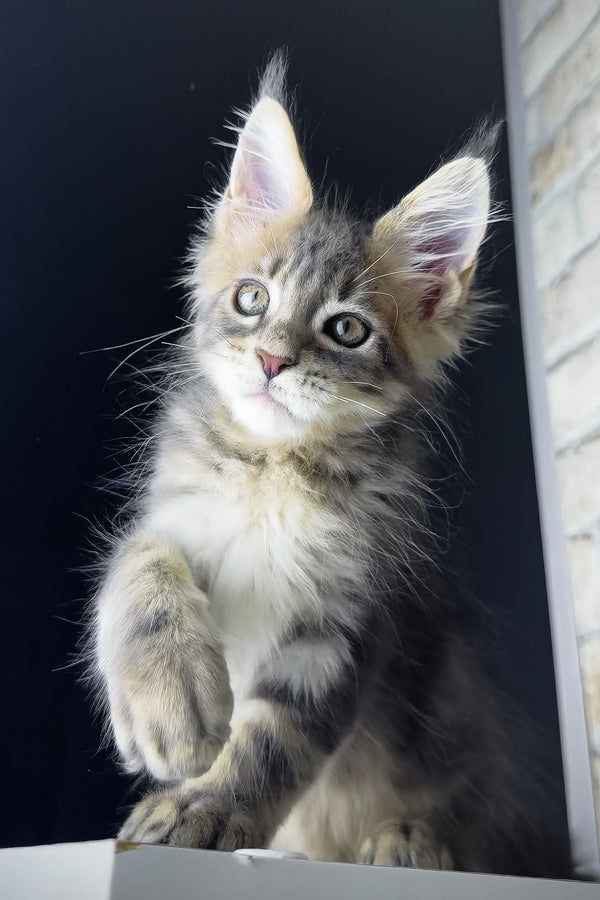 Rich | Maine Coon Kitten