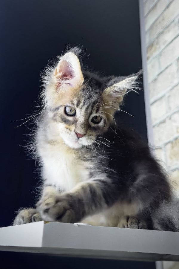 Rich | Maine Coon Kitten