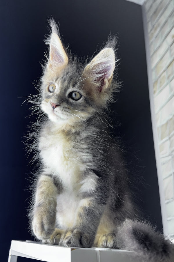 Rich | Maine Coon Kitten