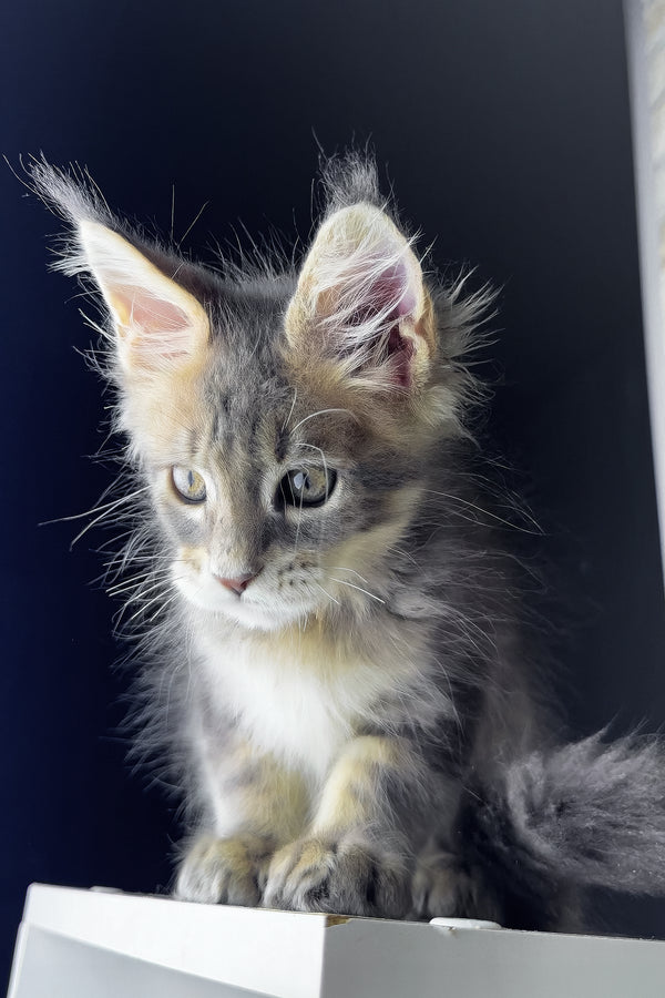 Rich | Maine Coon Kitten