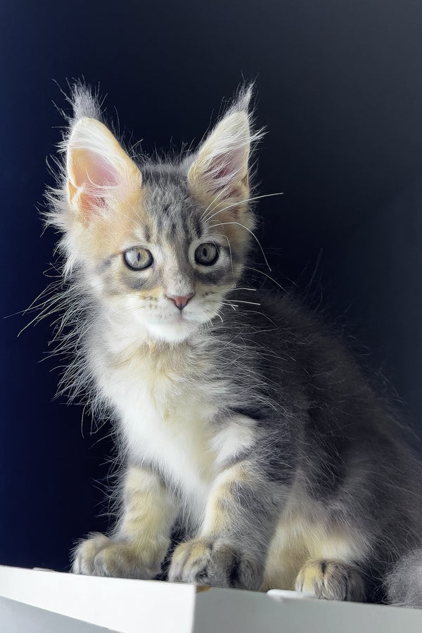 Rich | Maine Coon Kitten
