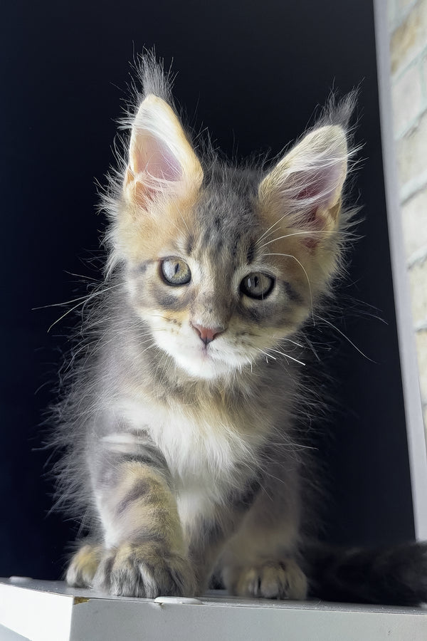 Rich | Maine Coon Kitten