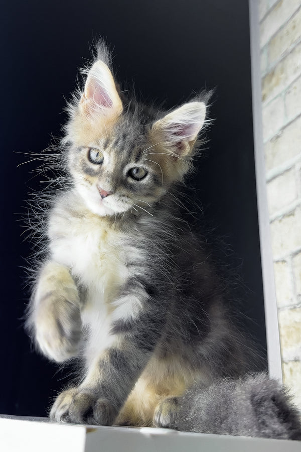 Rich | Maine Coon Kitten