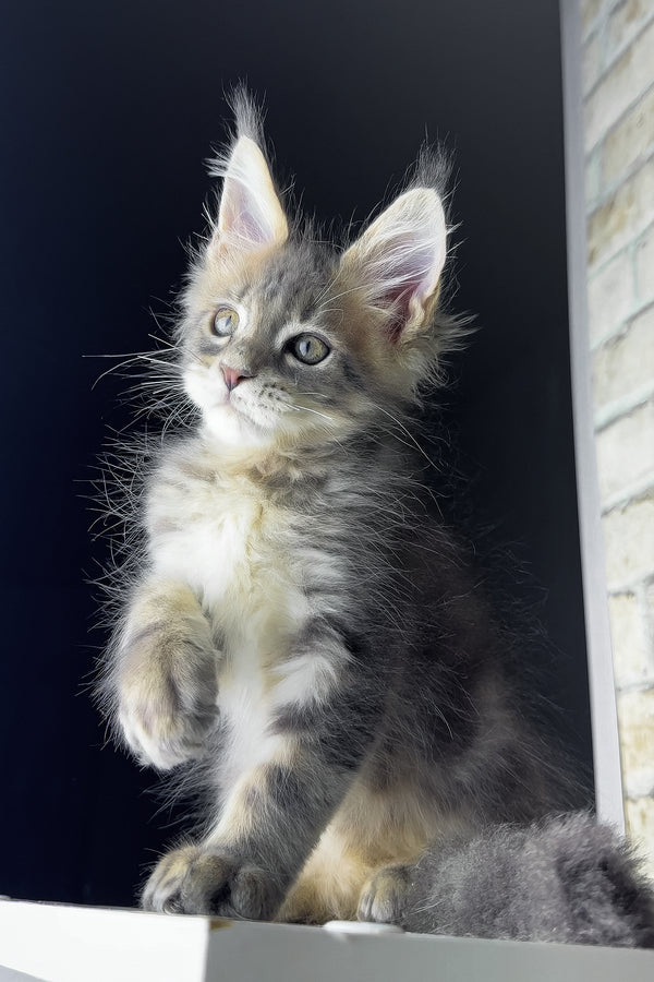 Rich | Maine Coon Kitten
