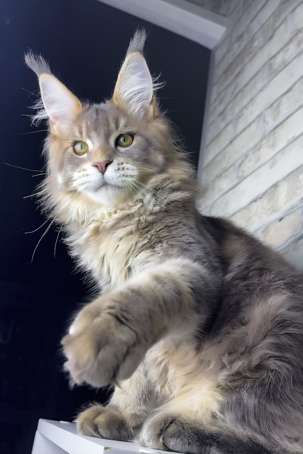 Rich | Golden Maine Coon Kitten