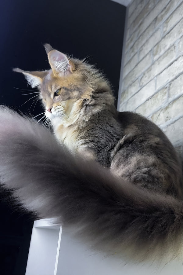 Rich | Golden Maine Coon Kitten