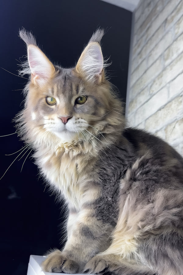 Rich | Golden Maine Coon Kitten