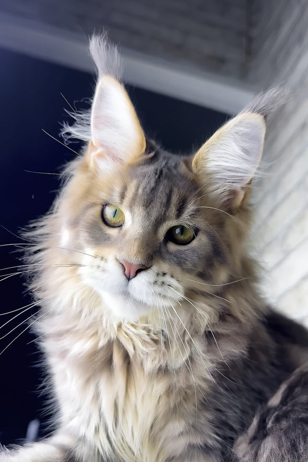 Rich | Golden Maine Coon Kitten