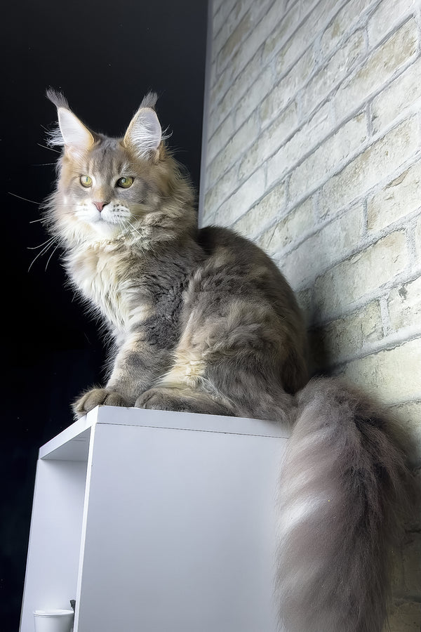 Rich | Golden Maine Coon Kitten