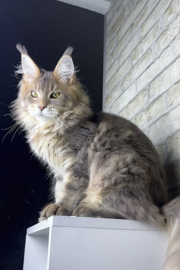Rich | Golden Maine Coon Kitten