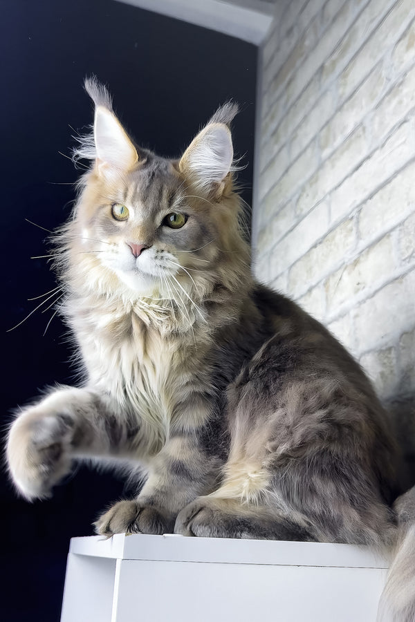 Rich | Golden Maine Coon Kitten