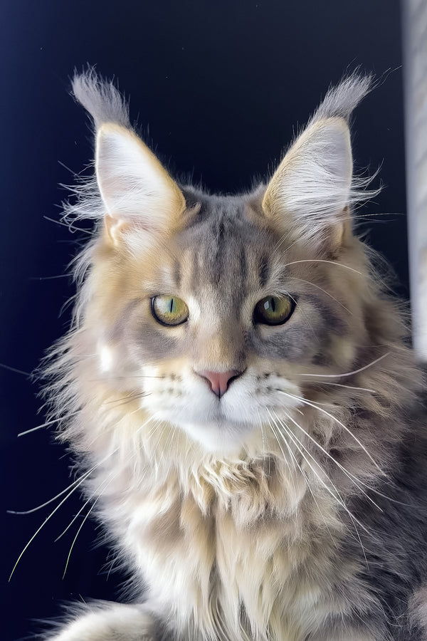Rich | Golden Maine Coon Kitten