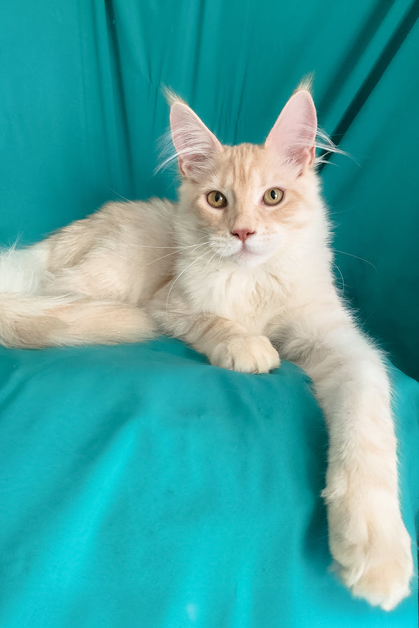 Richard | Maine Coon Kitten