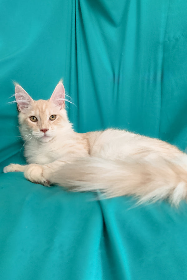 Richard | Maine Coon Kitten