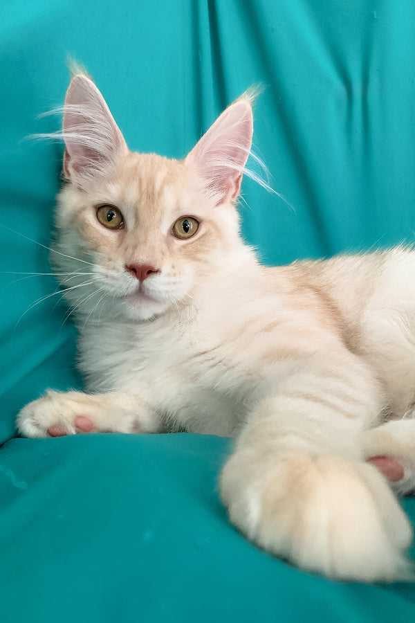 Richard | Maine Coon Kitten