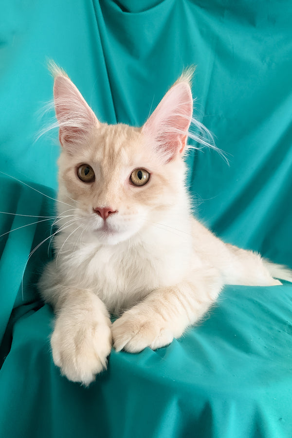 Richard | Maine Coon Kitten