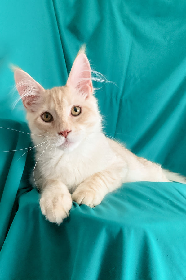 Richard | Maine Coon Kitten