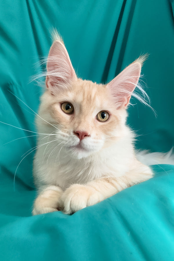 Richard | Maine Coon Kitten