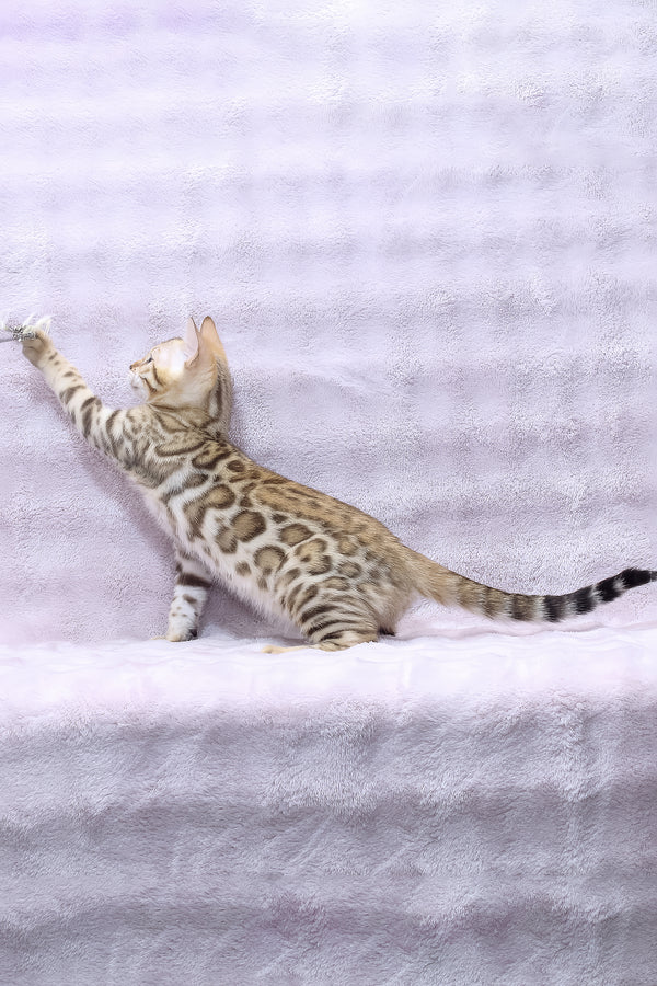Richard | Bengal Kitten