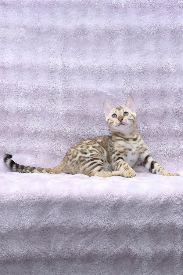 Richard | Bengal Kitten
