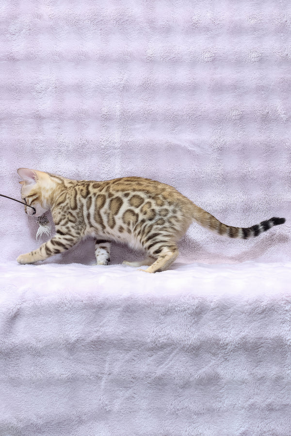 Richard | Bengal Kitten