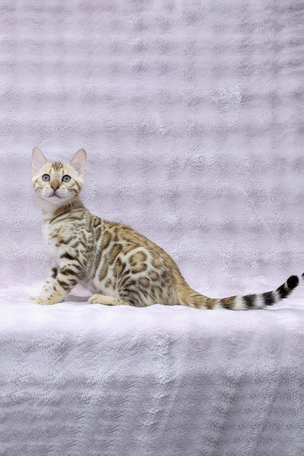 Richard | Bengal Kitten