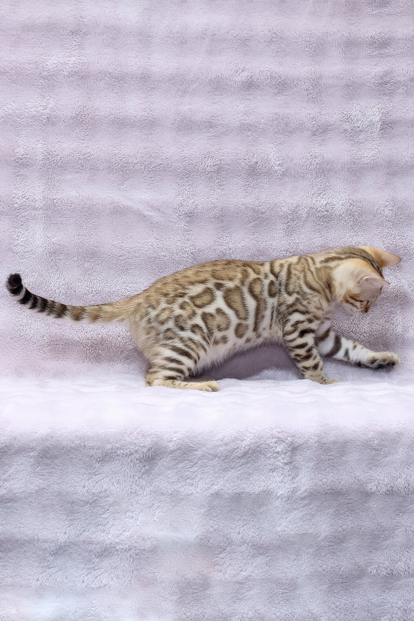 Richard | Bengal Kitten