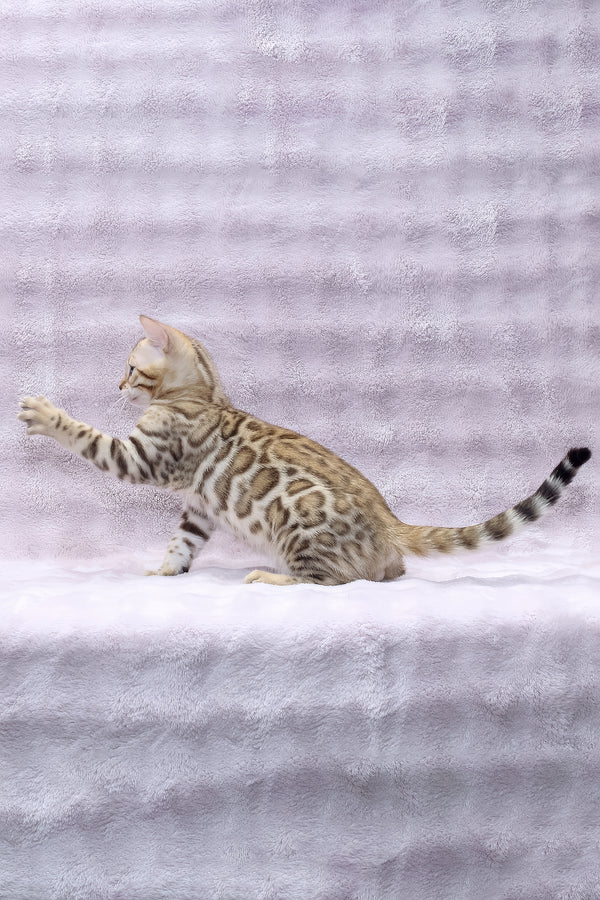 Richard | Bengal Kitten