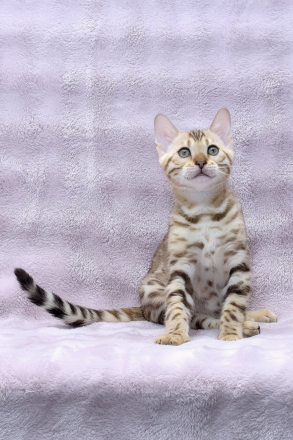 Richard | Bengal Kitten