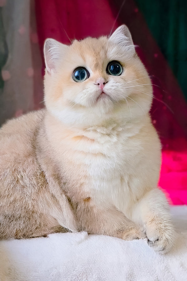 Richard | British Shorthair Kitten