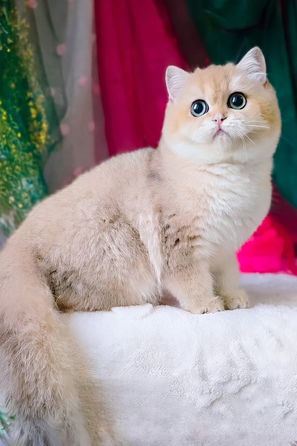 Richard | British Shorthair Kitten