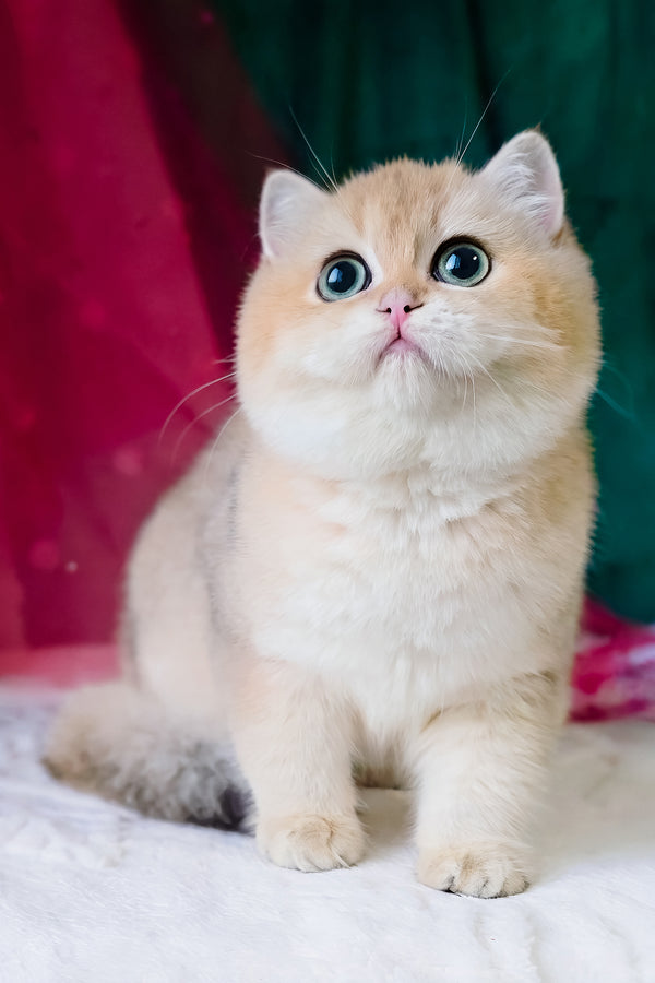 Richard | British Shorthair Kitten