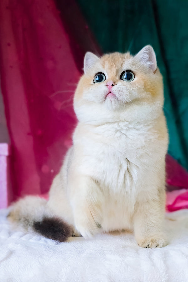 Richard | British Shorthair Kitten