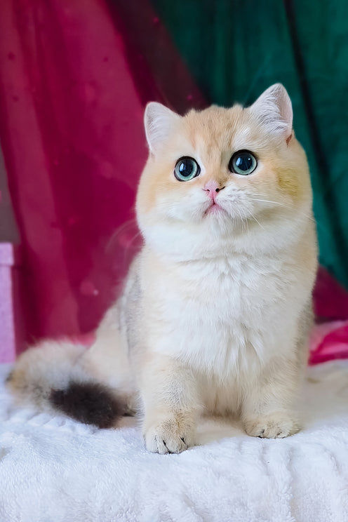 Richard | British Shorthair Kitten