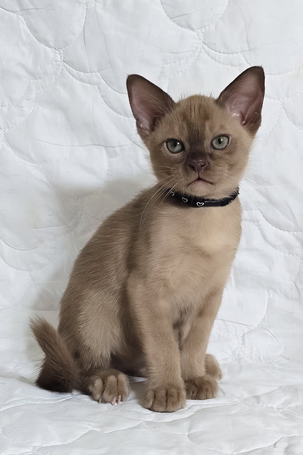 Richard | Burmese Kitten