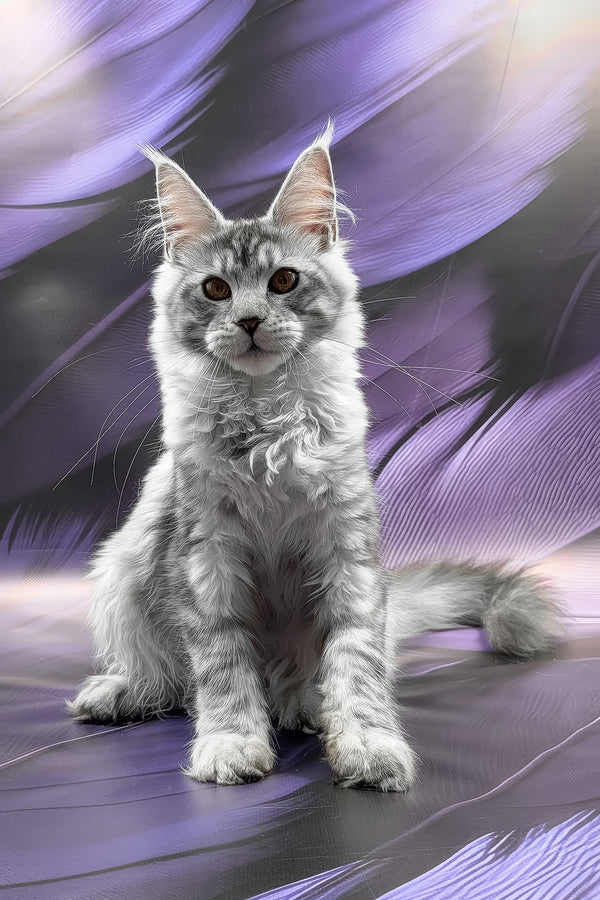Richi | Maine Coon Kitten