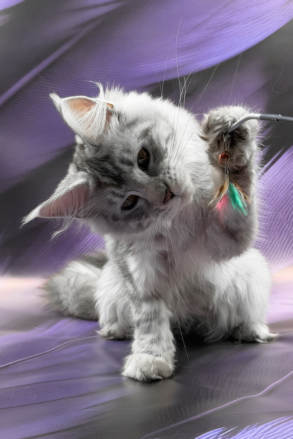 Richi | Maine Coon Kitten