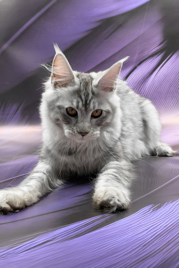 Richi | Maine Coon Kitten