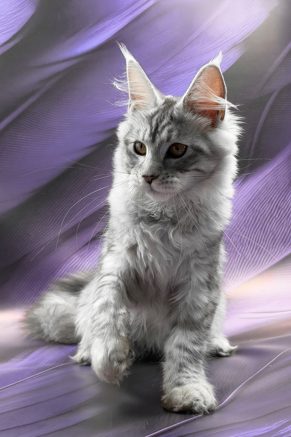 Richi | Maine Coon Kitten