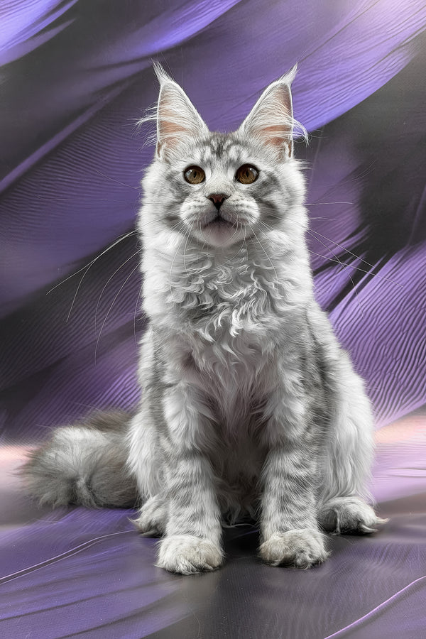 Richi | Maine Coon Kitten