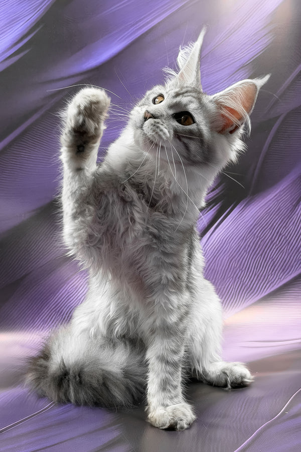 Richi | Maine Coon Kitten