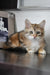 Richi | Siberian Kitten