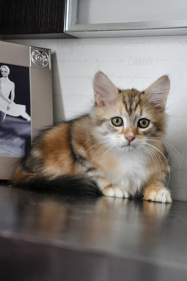 Richi | Siberian Kitten