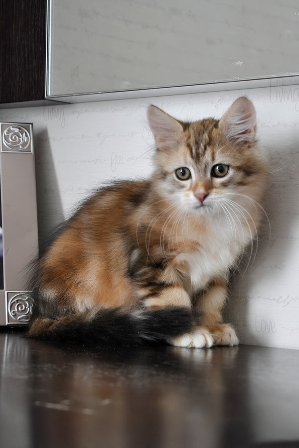 Richi | Siberian Kitten