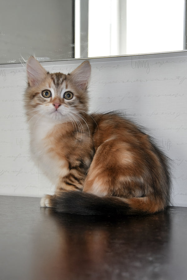 Richi | Siberian Kitten