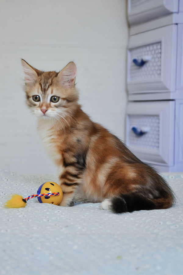 Richi | Siberian Kitten