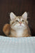 Richi | Siberian Kitten