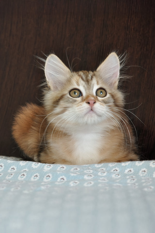 Richi | Siberian Kitten