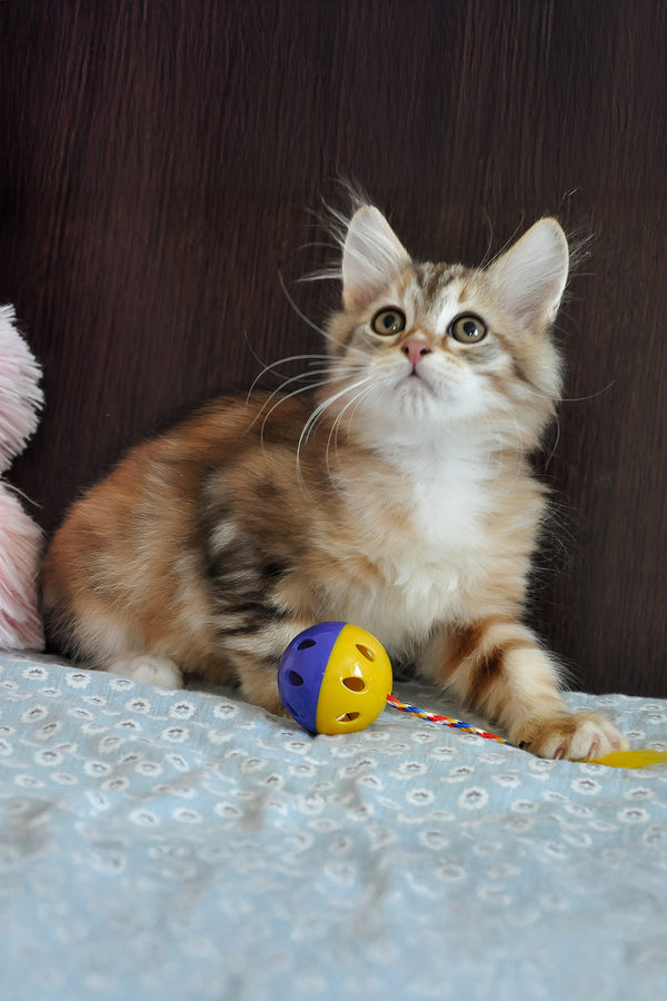 Richi | Siberian Kitten